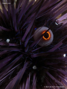 Diadem urchin (Diadema setosum). by Bea & Stef Primatesta 